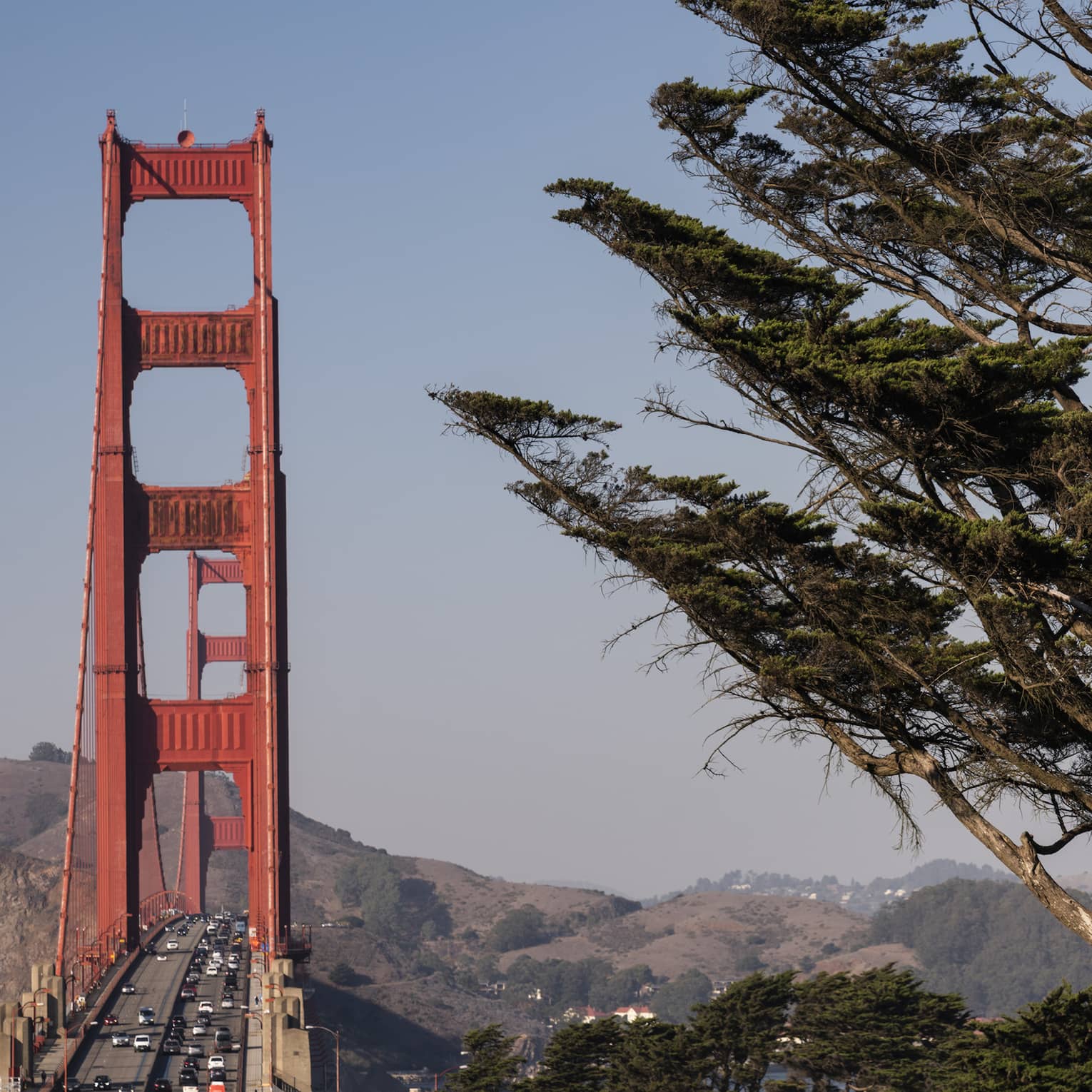 The vivid red towers of Golden Gate Bridge against a blue sky and rolling hills with a giant cypress tree in the foreground.