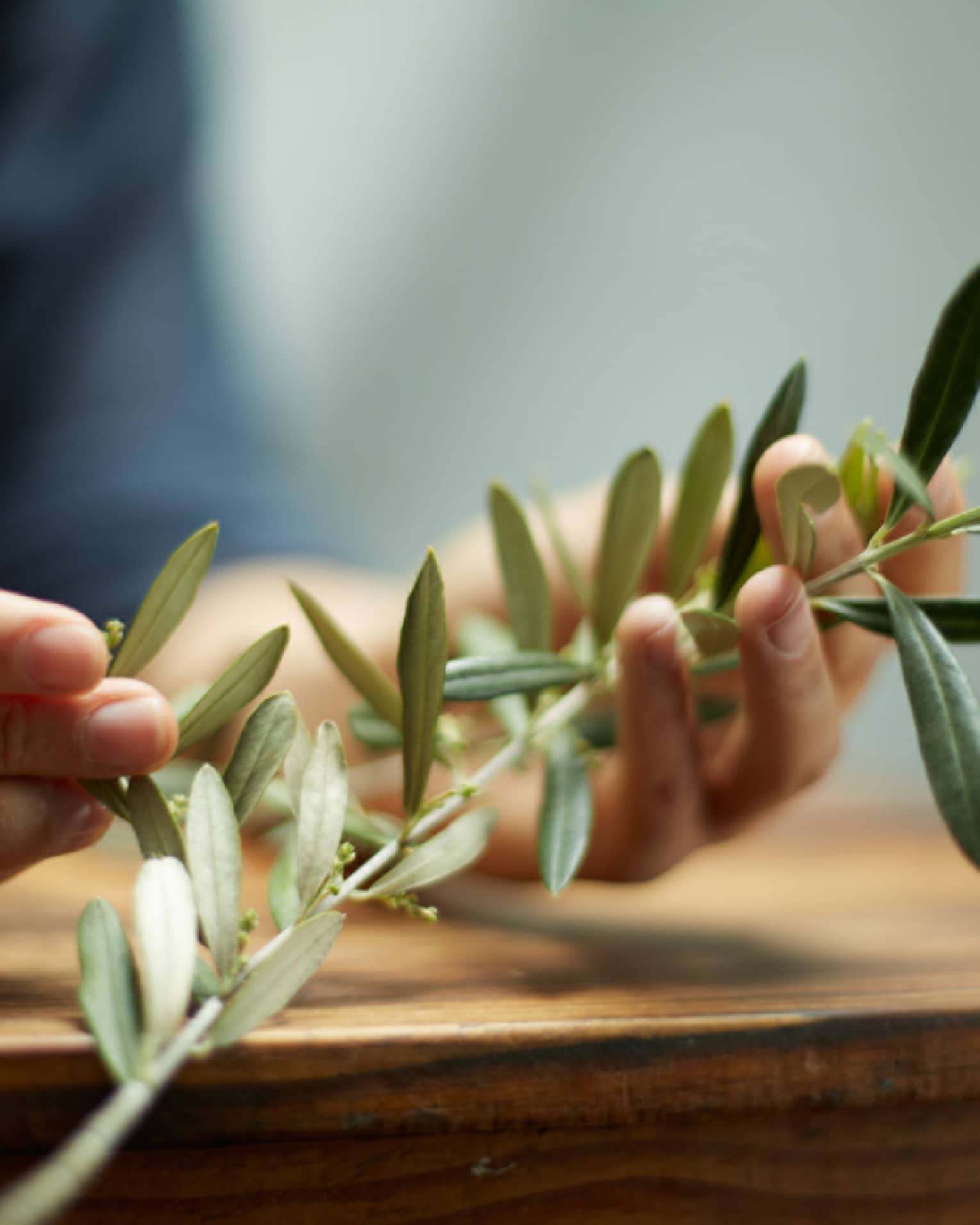 Close-up of hands holding branch with green leaves, herbs