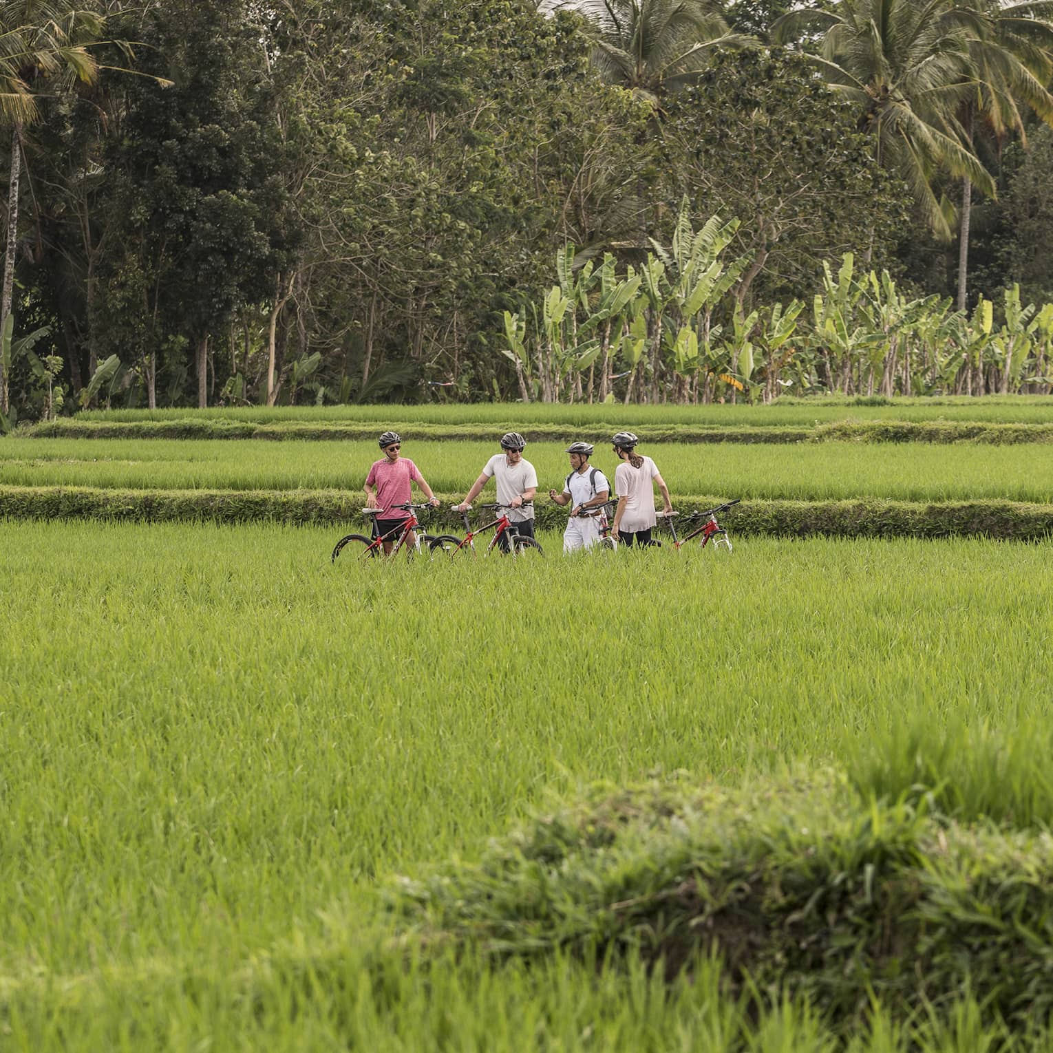 four seasons guest bike along farmland in bali