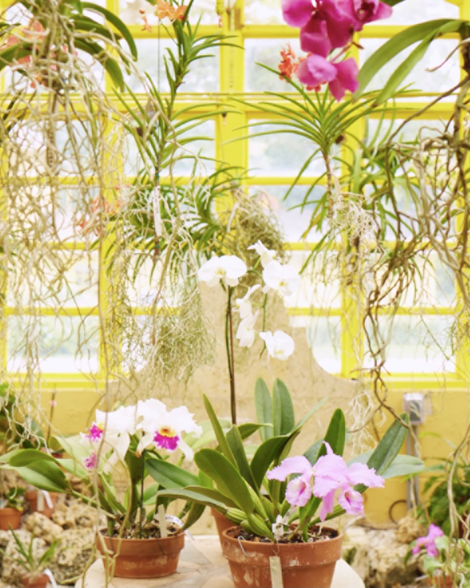 Room with yellow-edged windows, lots of hanging plants