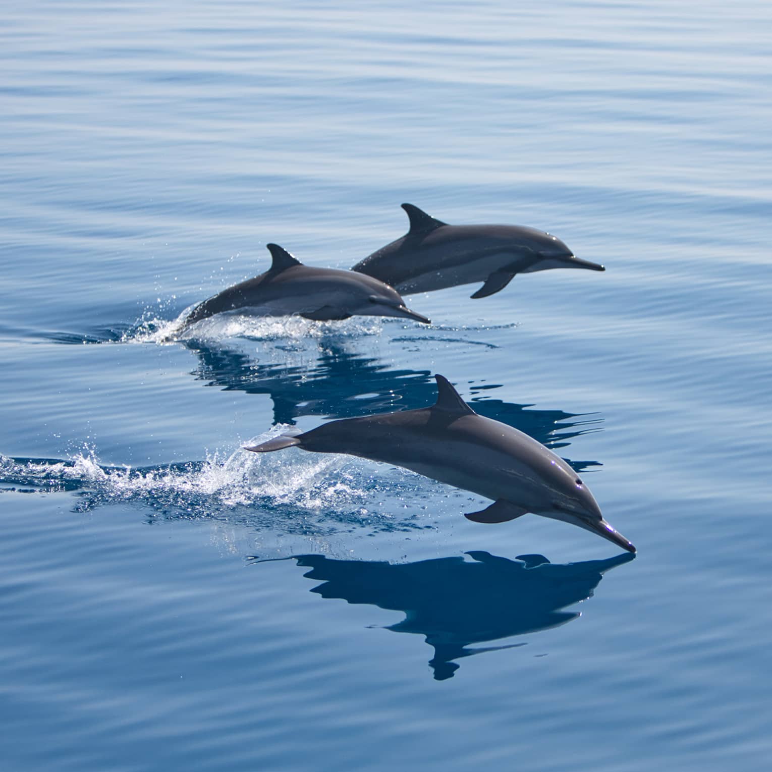 Three bottlenose dolphins, mid-jump, break through the surface of the otherwise calm water