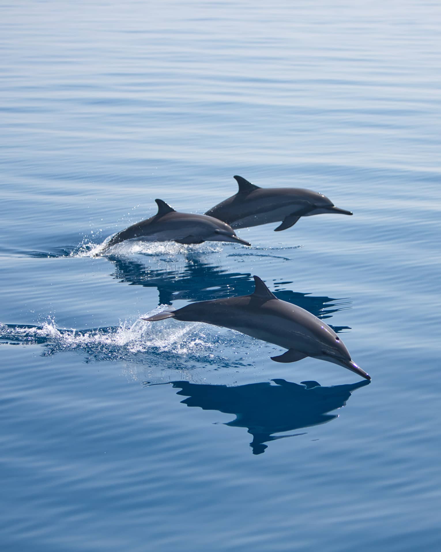 Three bottlenose dolphins, mid-jump, break through the surface of the otherwise calm water