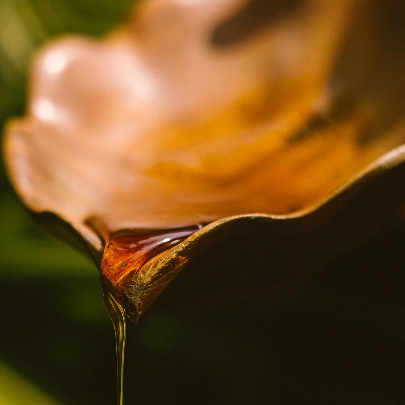 Amber-coloured oil drips from leaf-shaped dish