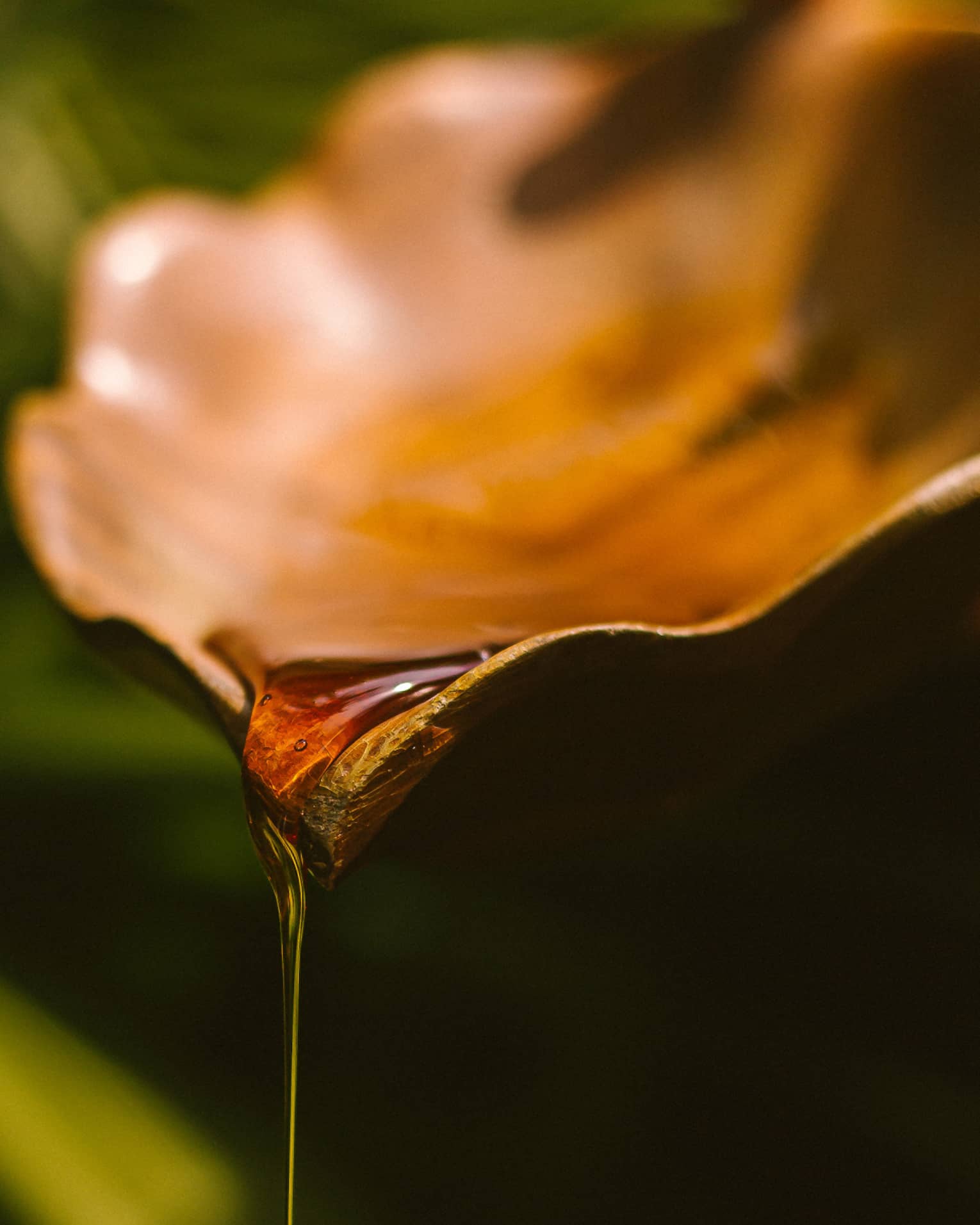 Amber-coloured oil drips from leaf-shaped dish