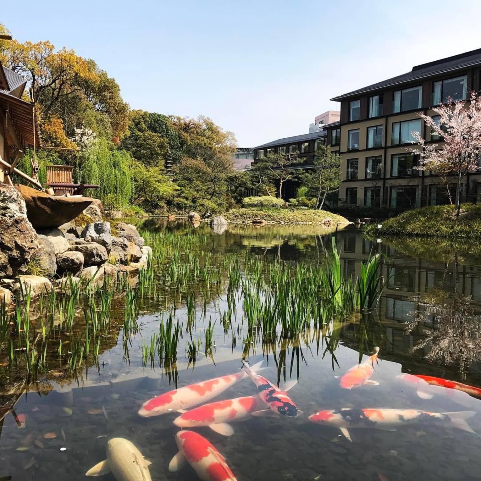 Scenic view of a pond with colourful koi fish, surrounded by greenery at Four Seasons
