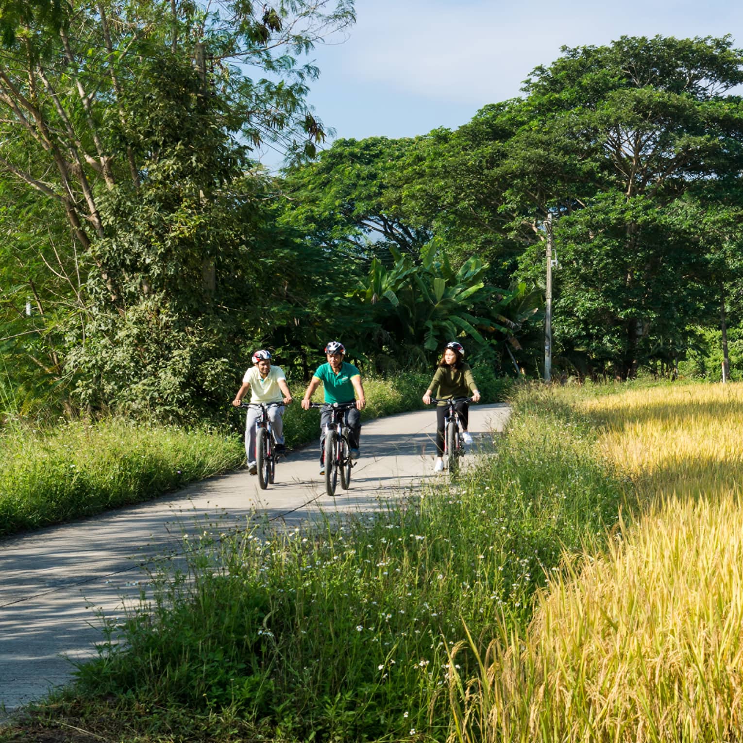 Three people cycling on a rural path surrounded by golden rice fields, lush greenery, and distant mountains under a clear blue sky.