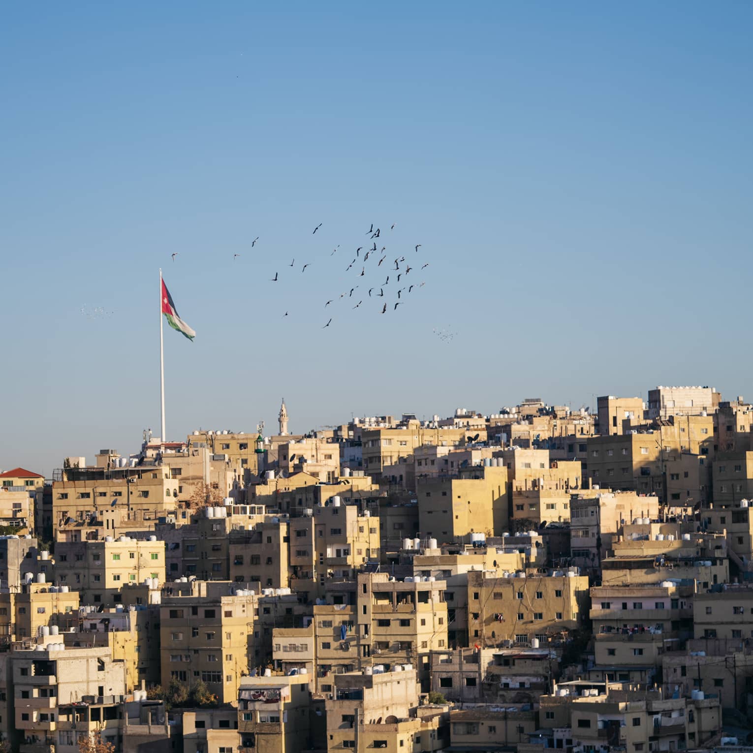 A group of birds fly over the Amman skyline