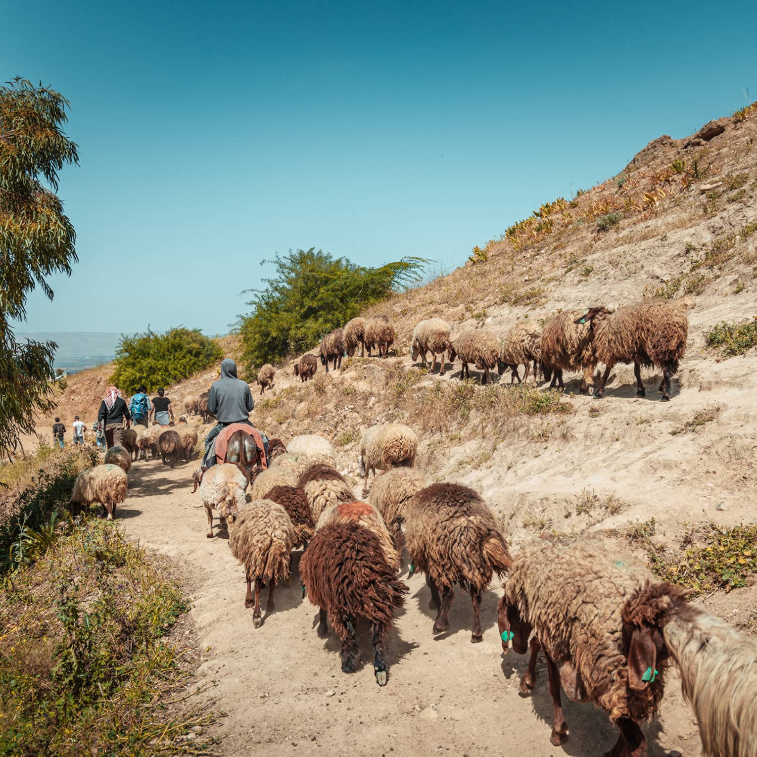 A herd of sheep is led along a mountain path by four people on horseback in Pella, Jordan