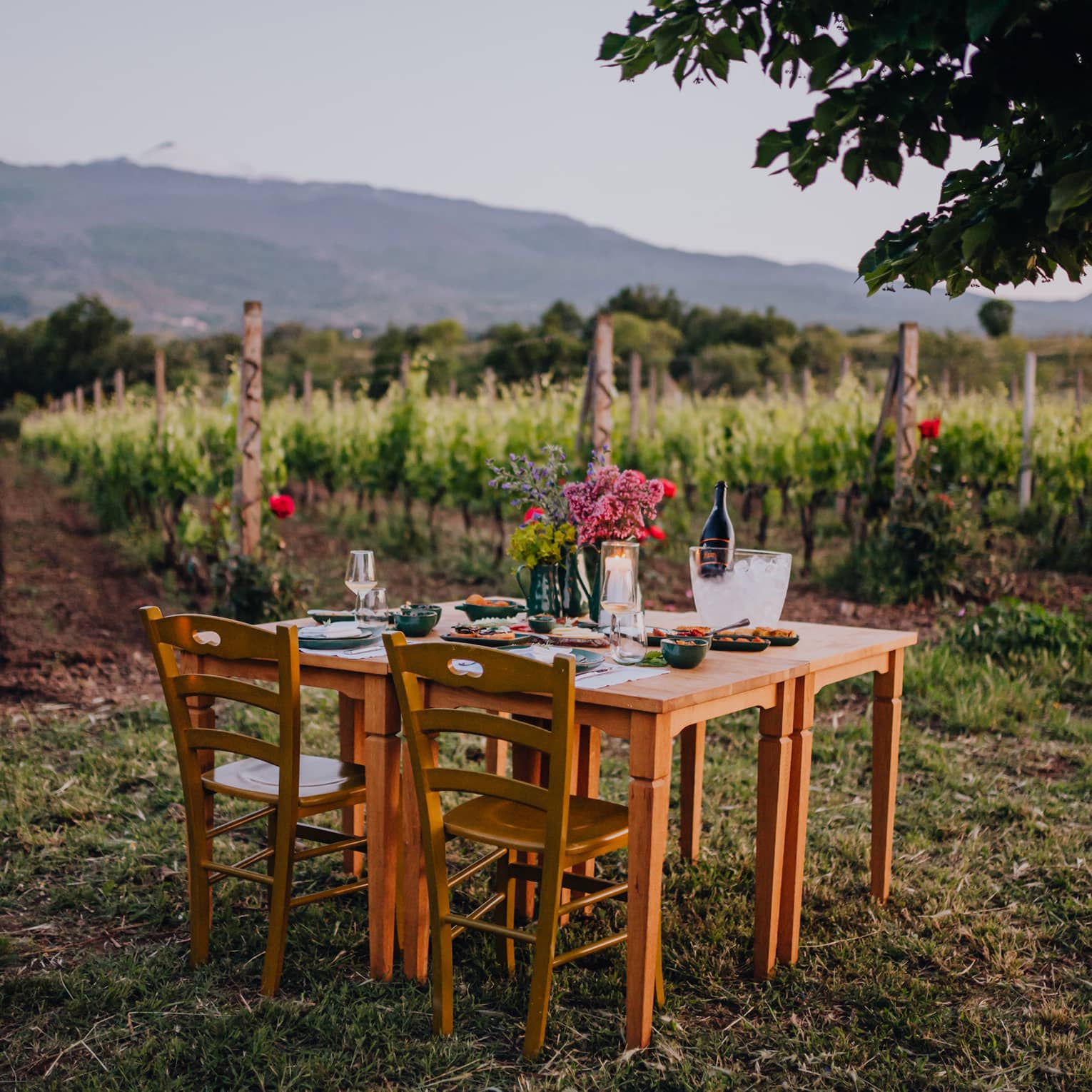 A vineyard table set for two with flowers, wine and glassware, surrounded by rows of grapevines and mountains in the background at sunset.