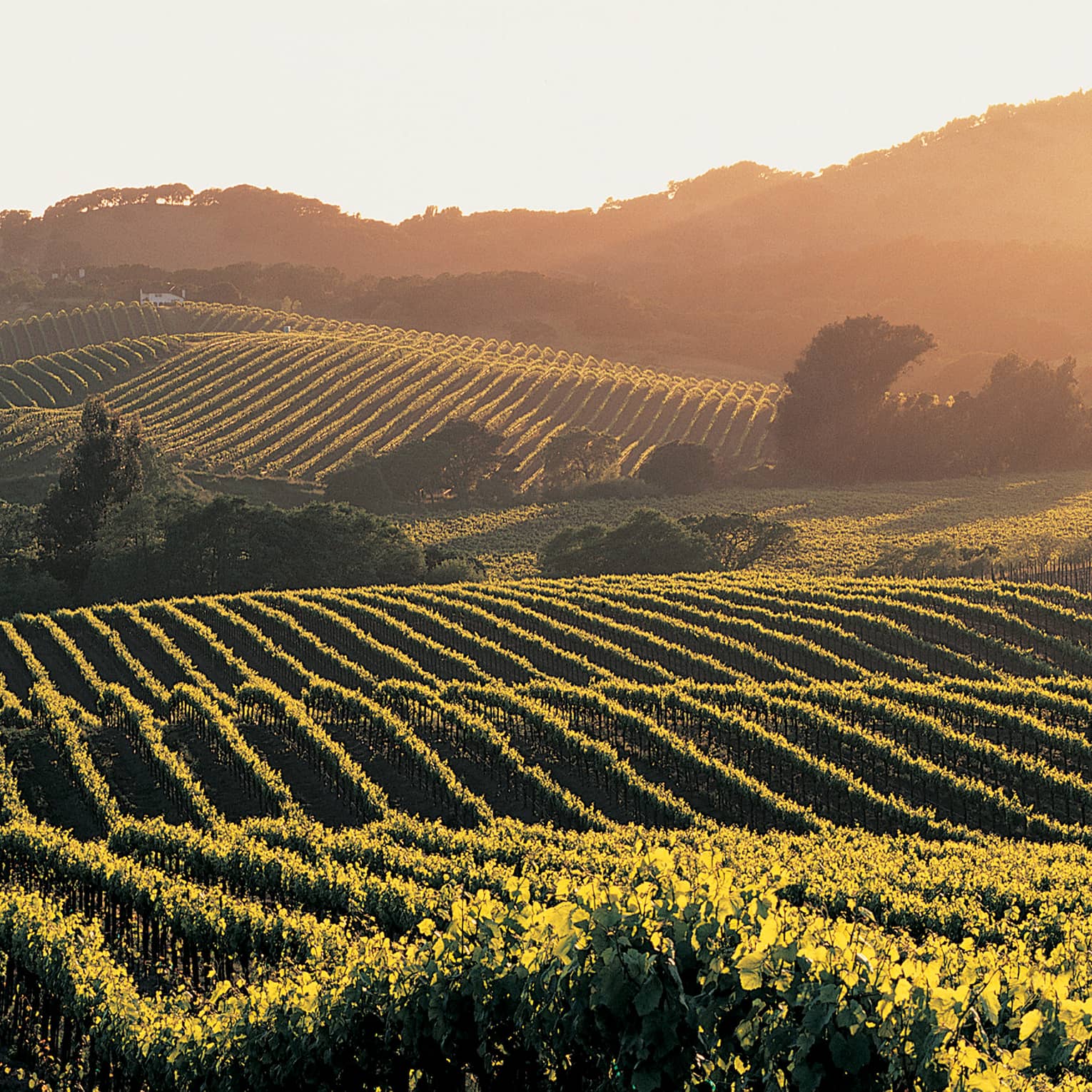 Expansive view of rolling hills striped with grapevines and dotted with trees and shrubs bathed in misty morning sunlight.