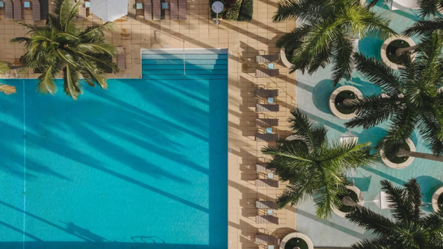 An overhead view of a pool near palm trees.