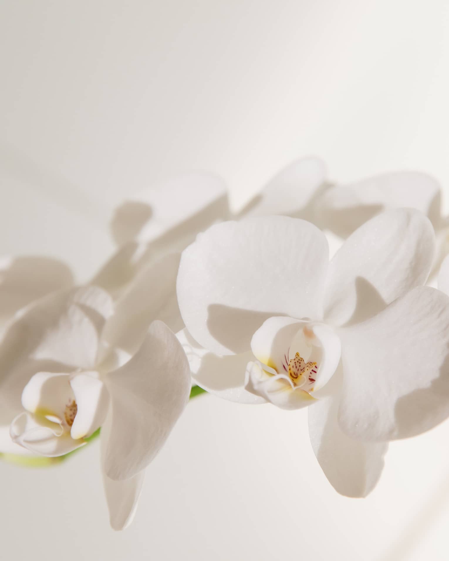 White flowers.