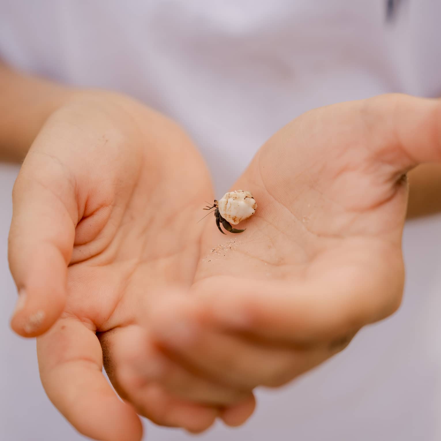 Close up of a childs hands held together and holding a small crab