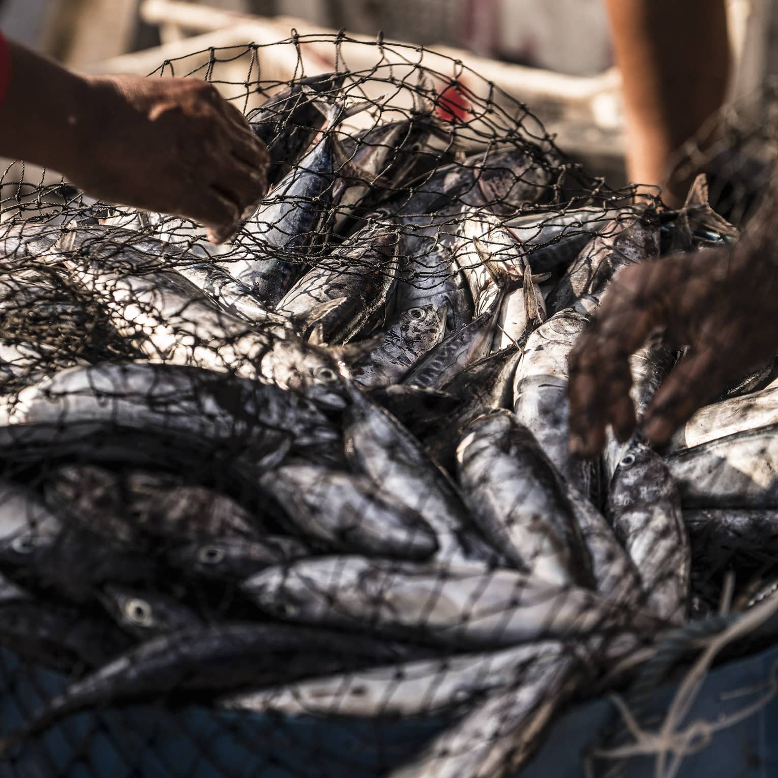 Hands holding net full of silvery fish