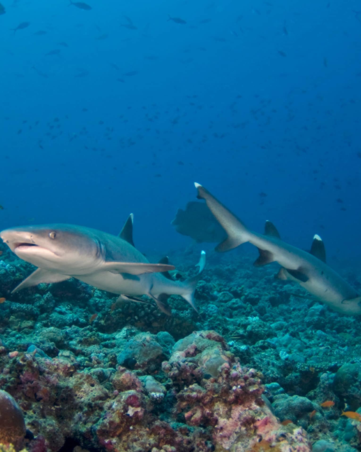Two sharks swimming in the ocean with coral reefs at the bottom.