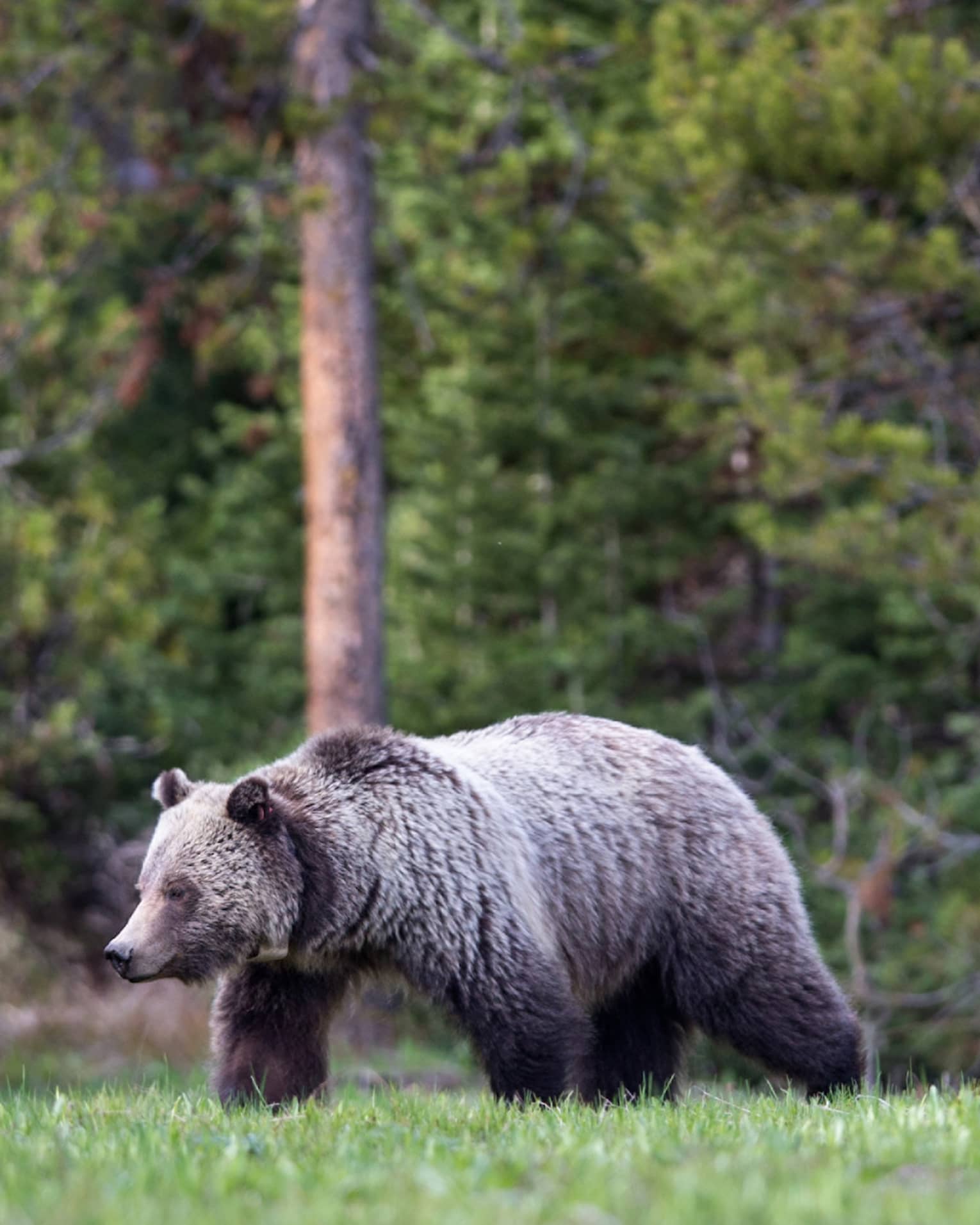 A mother grizzly bear and her three cubs emerge from the treeline of a forest to walk across a grassy clearing.