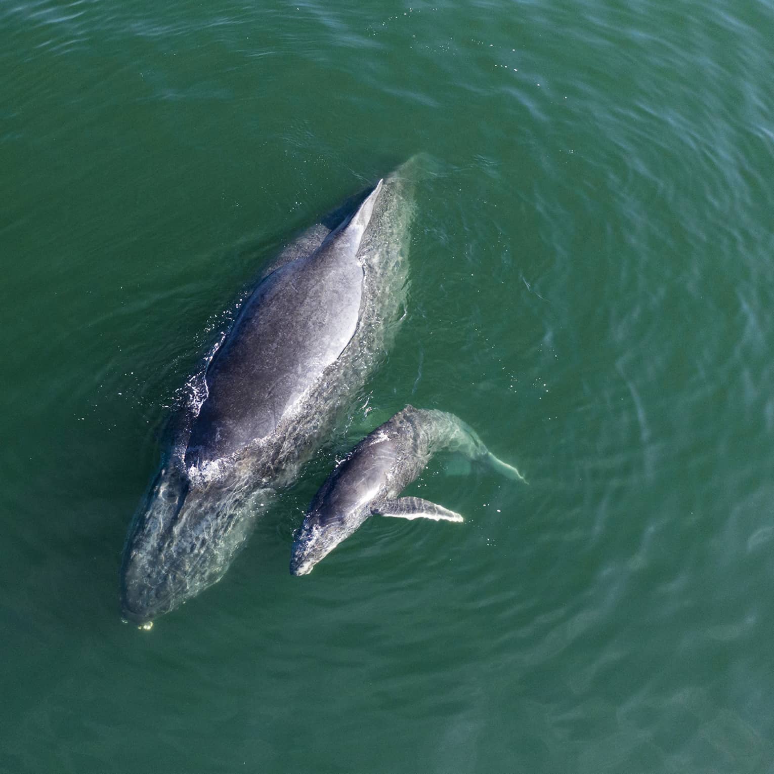Overhead-view of a mother and baby whale, heads submerged and slippery-smooth backs breaching the calm teal water.