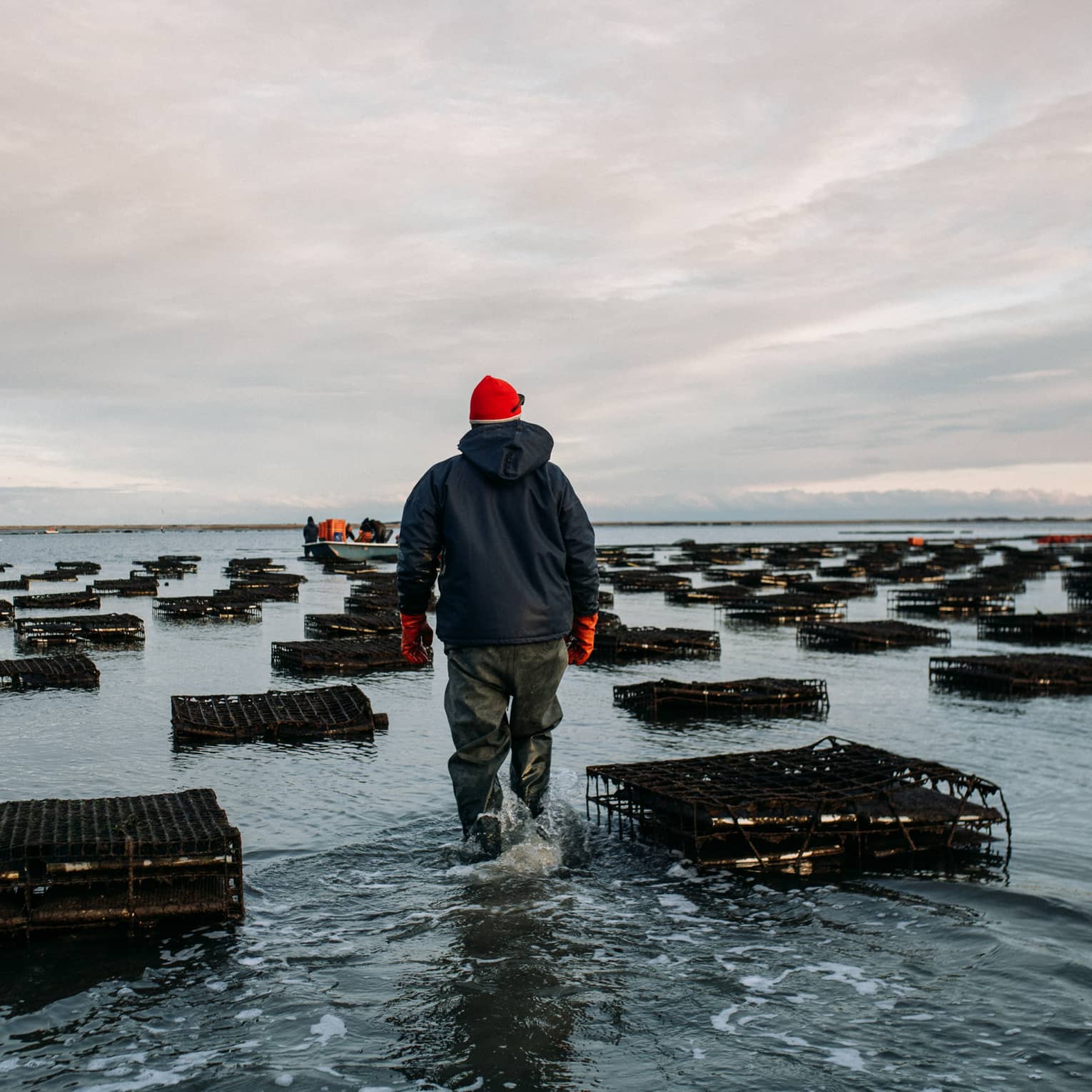 Rear view of an oyster farmer in a red hat wading through shallow water amid floating oyster cages under a cloudy sky.