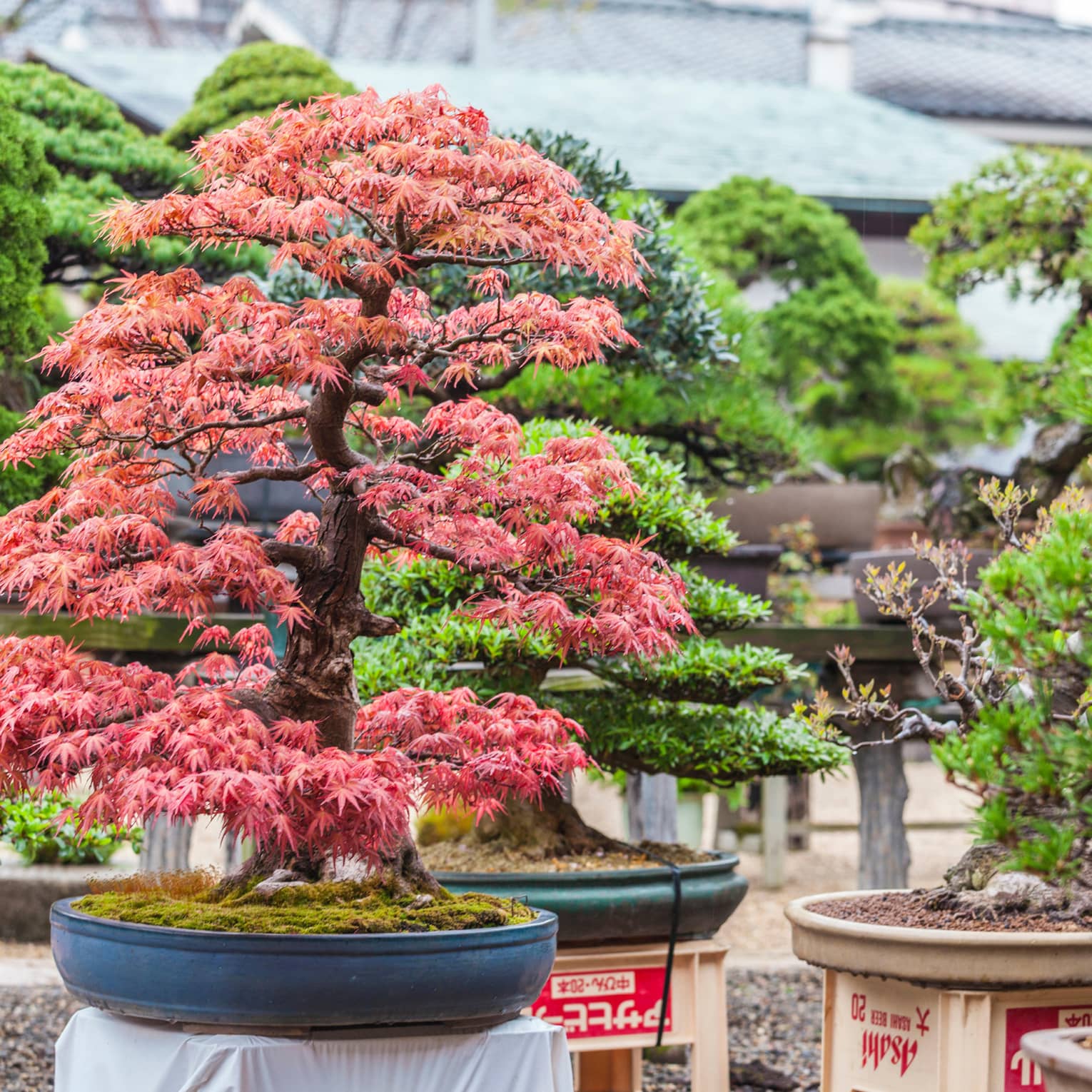Close-up view of a red-leafed Japanese maple, moss at its base, amid large bonsais in shallow pots.