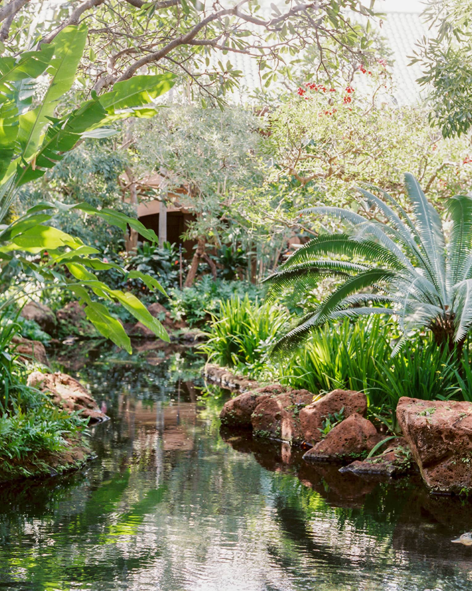 Tropical plants and rocks over garden pond