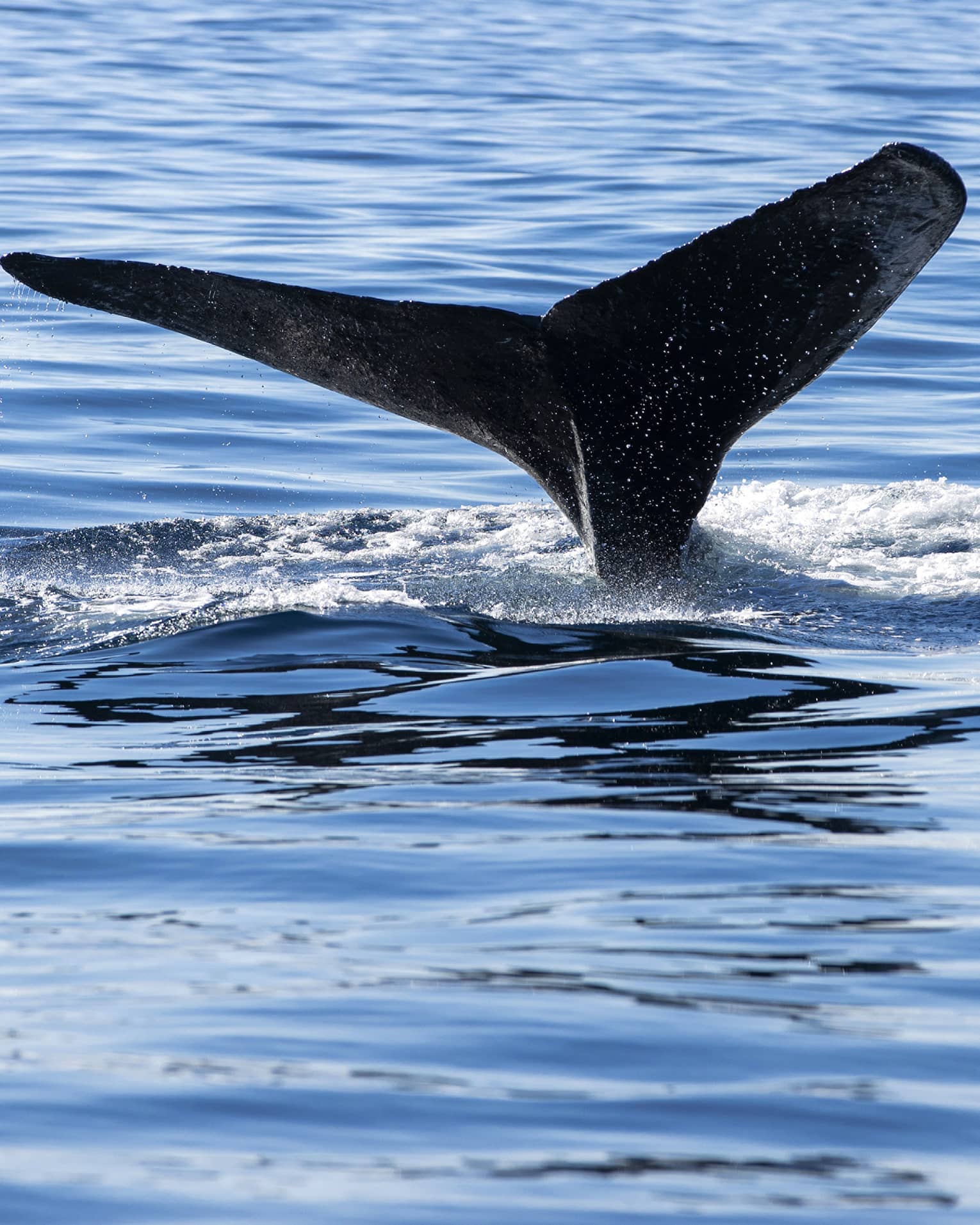 Flukes of a whale's tail protrude from the water, surrounded by a circle of foam, as the whale prepares to dive deep.