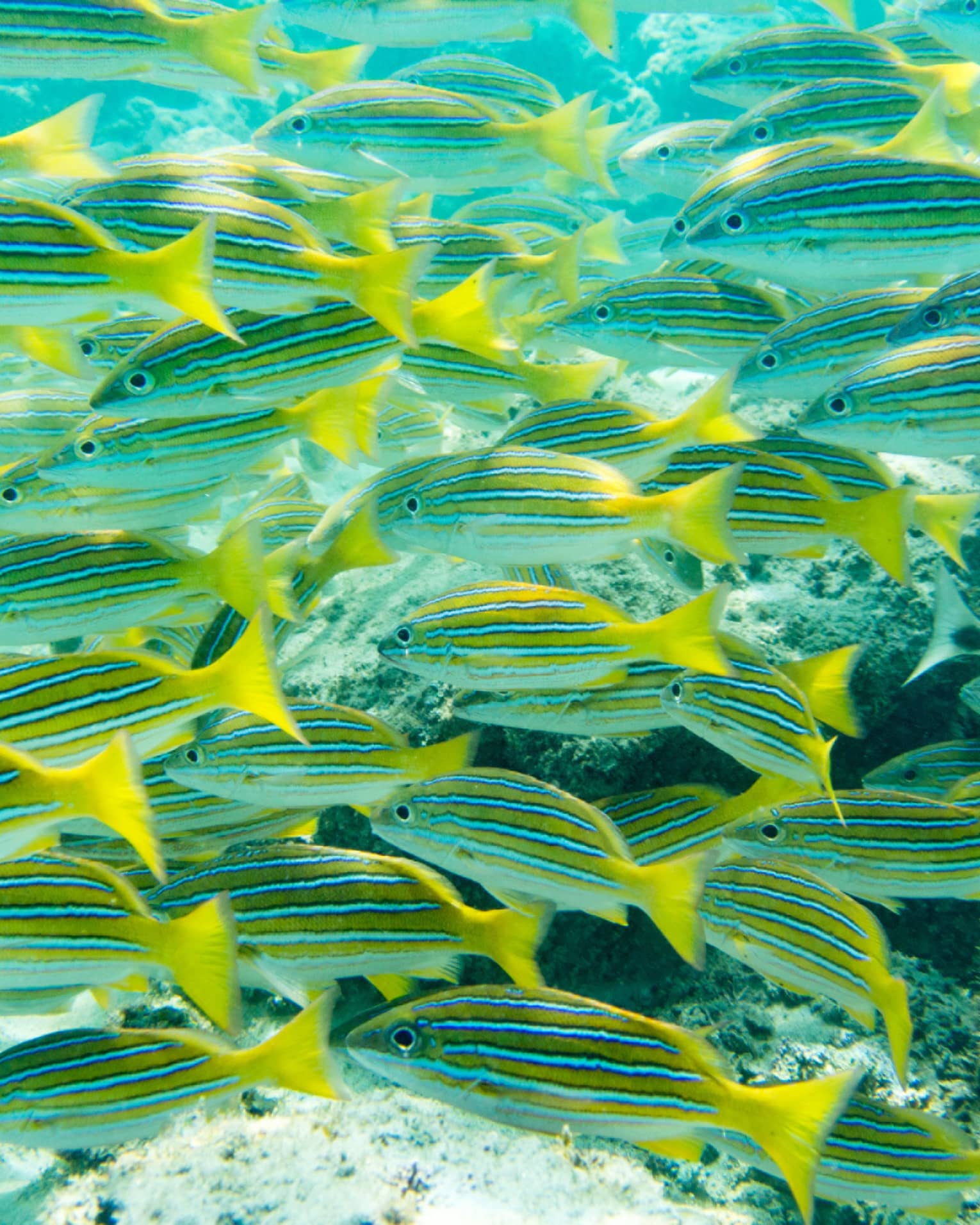 ,A school of yellow and grey fish.