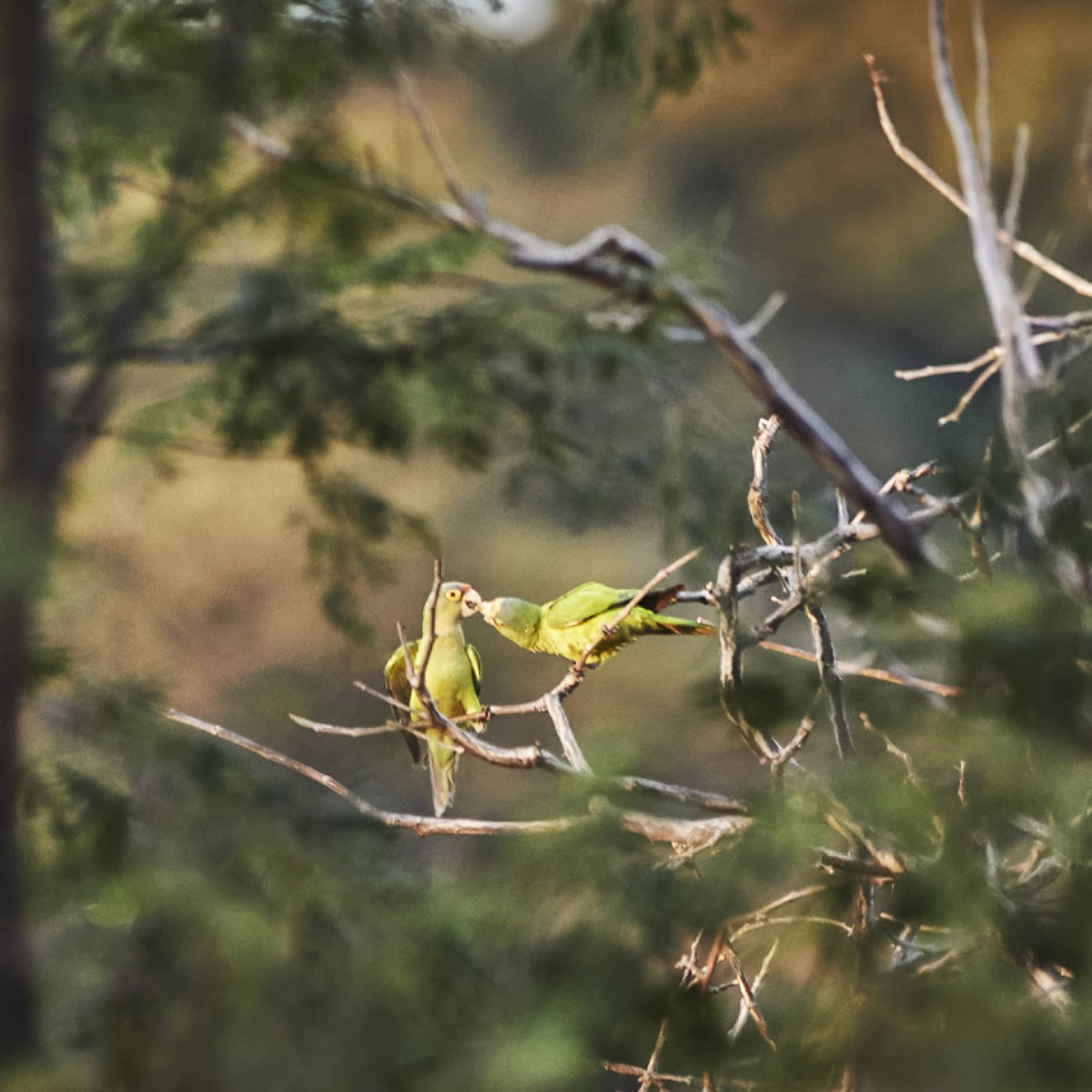 Two identical green birds sit on a bare branch in Costa Rica and chirp at one another