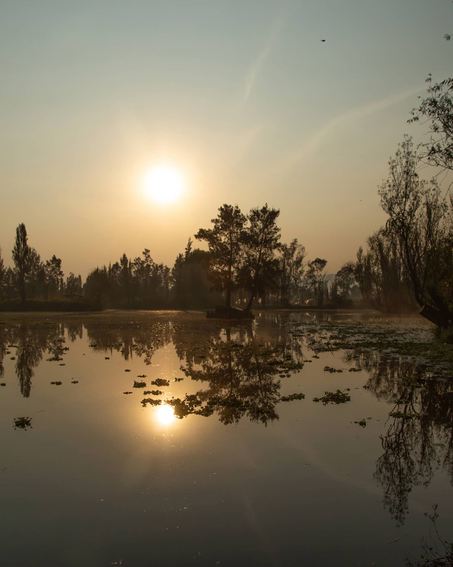 Trees and bushes silhouetted by low-hanging sun and hazy sky, all reflected in, and some emerging from, glassy-smooth water.