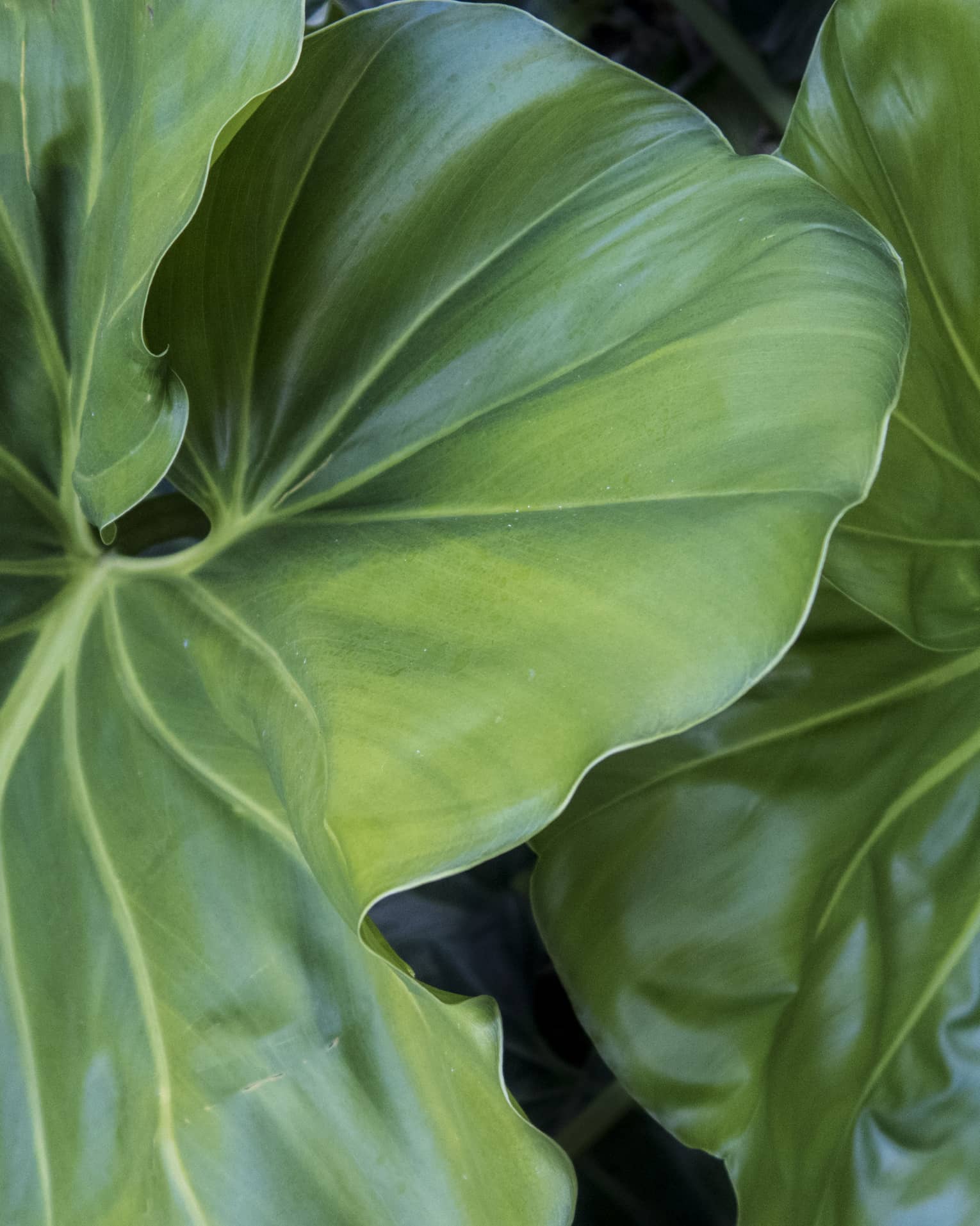 Close-up of large tropical leaves