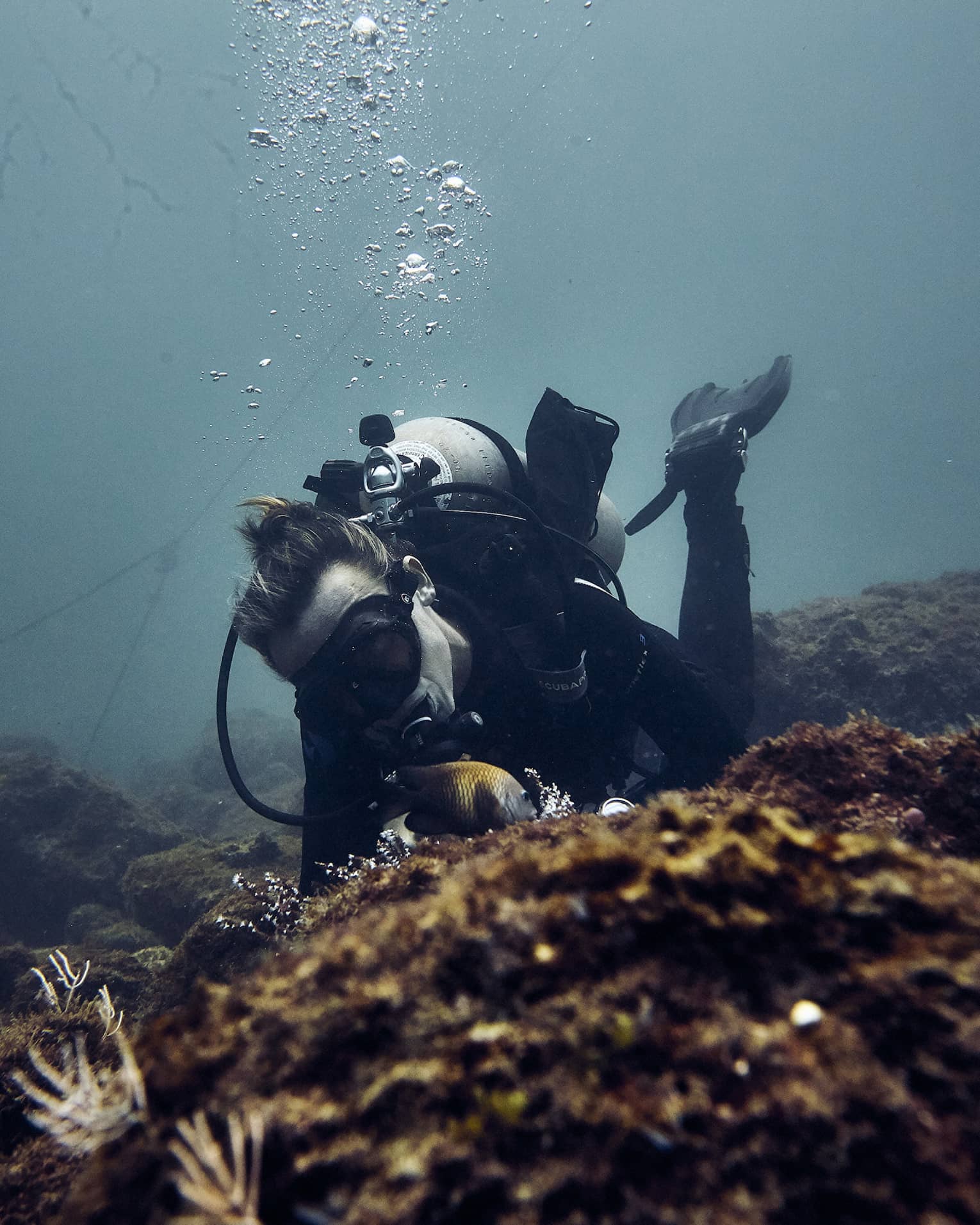 Scuba diver explores coral reef underwater