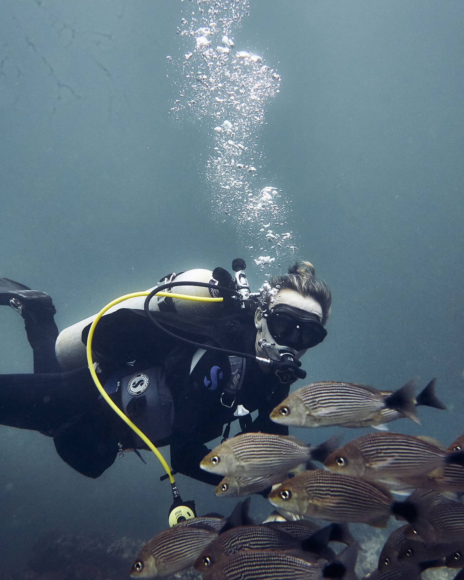 Scuba diver under ocean with school of fish