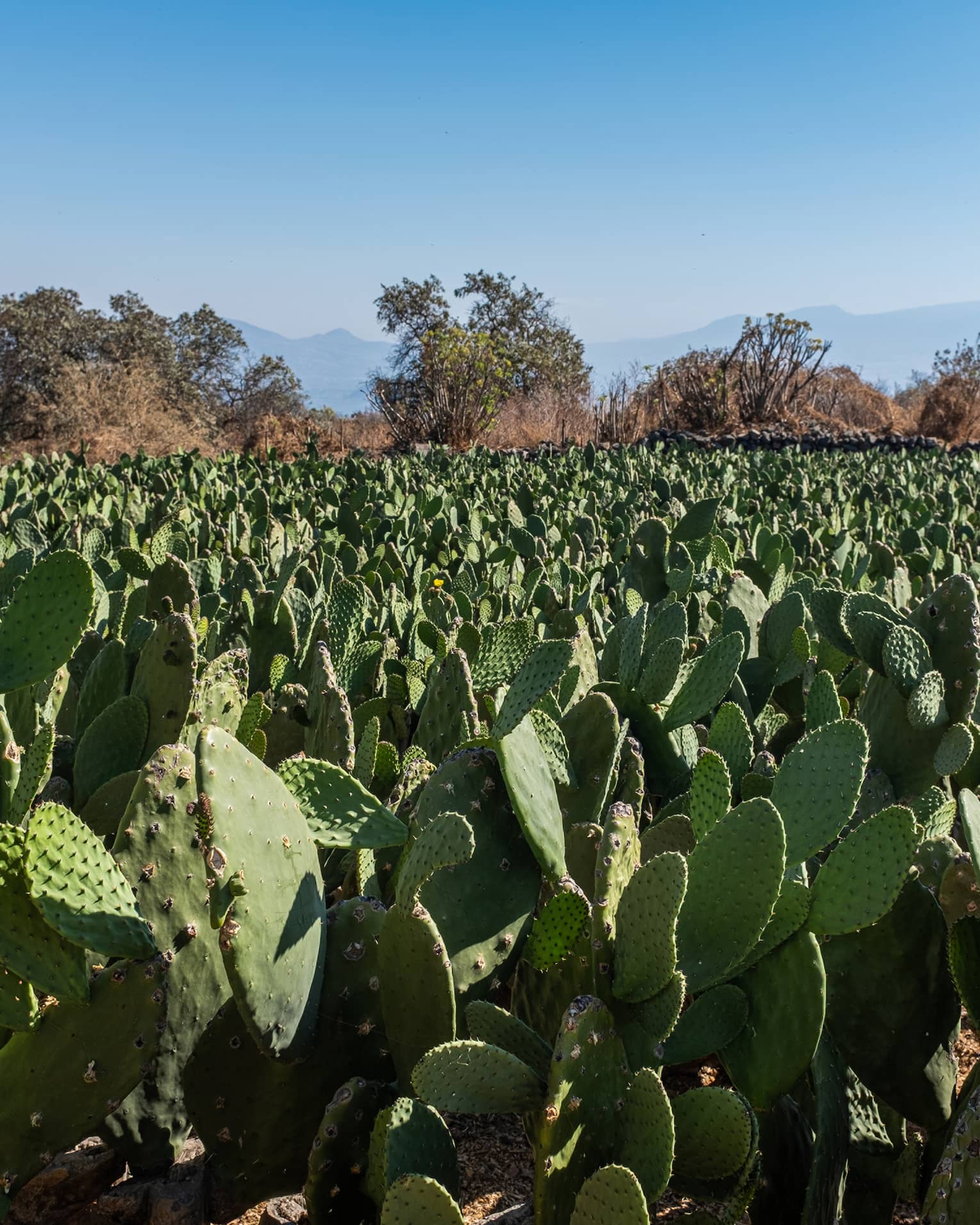 A field of cacti under a blue sky.