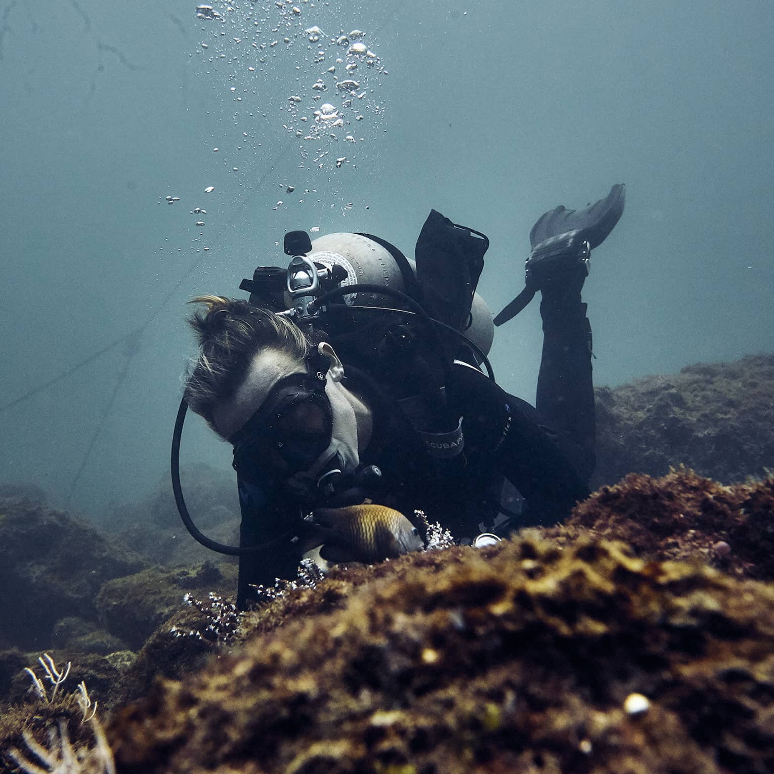 Scuba diver explores coral reef underwater