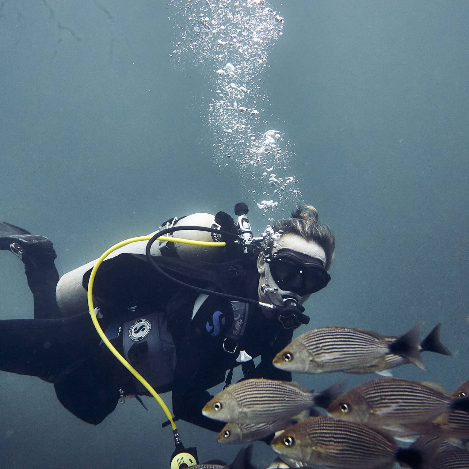 Scuba diver under ocean with school of fish