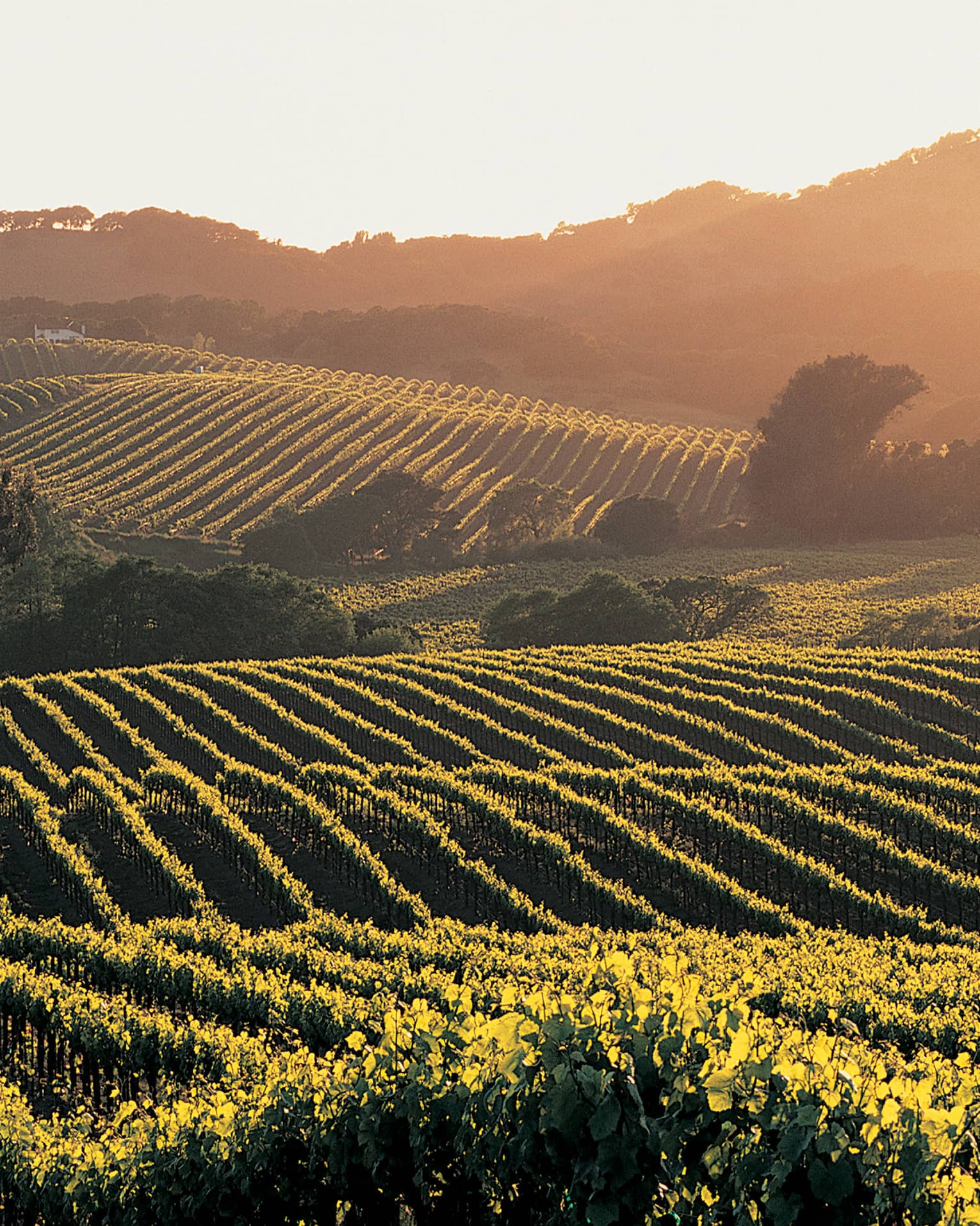 Expansive view of rolling hills striped with grapevines and dotted with trees and shrubs bathed in misty morning sunlight.