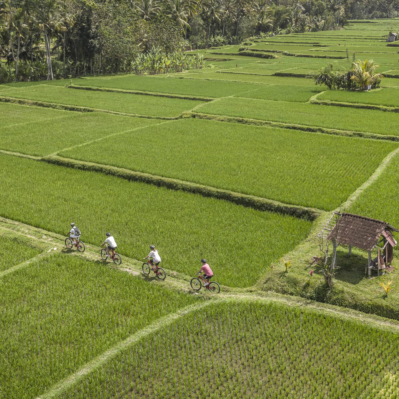 four seasons guests bike through farmland near four seasons hotel bali at sayan