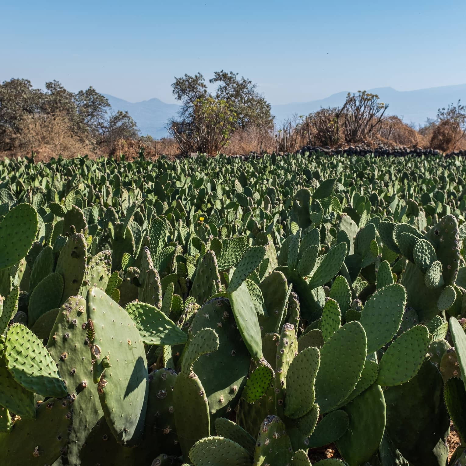 A field of cacti under a blue sky.