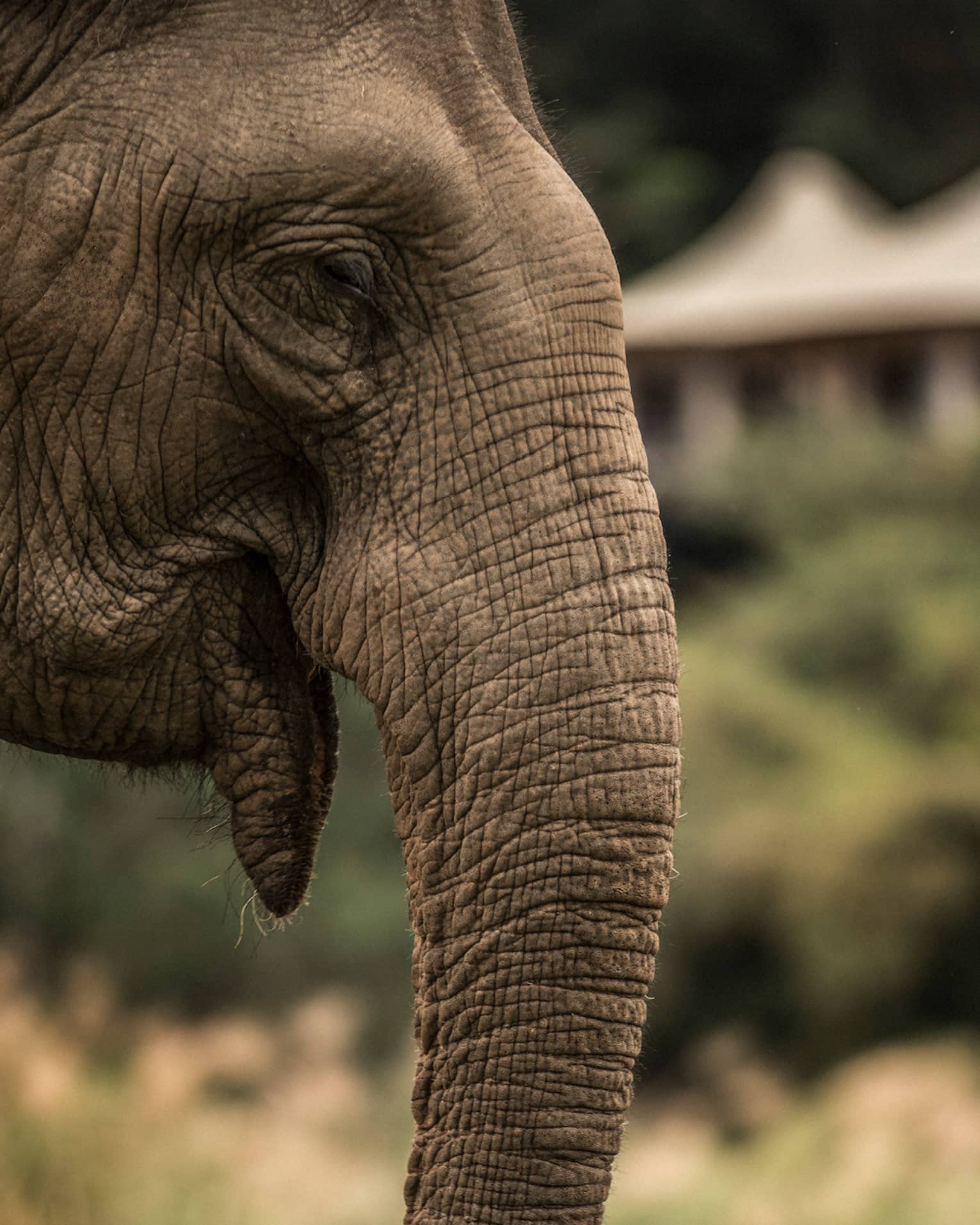 Side view of elephant head, ears, trunk