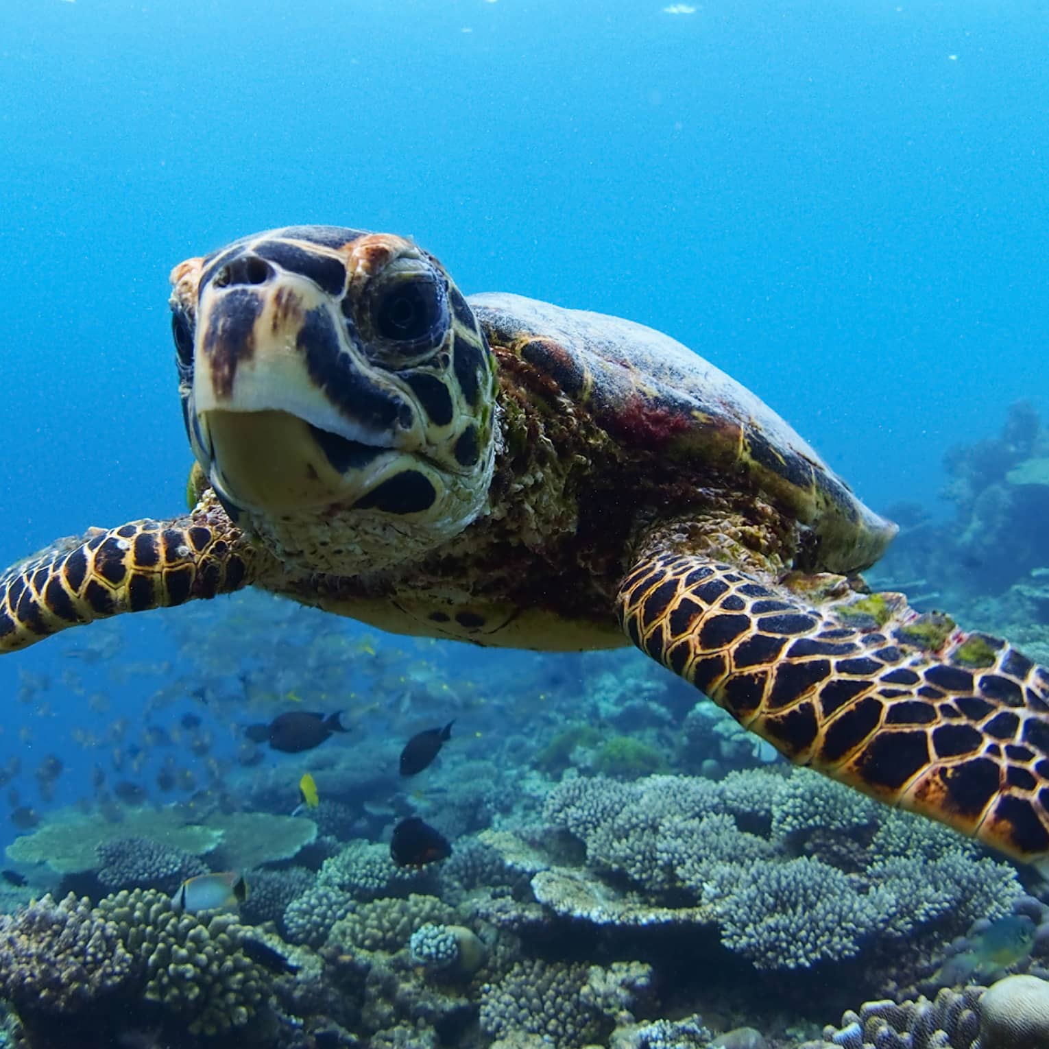 Close-up view of turtle with beak-like mouth and mottled front flippers, swimming above coral, fish below and in background.