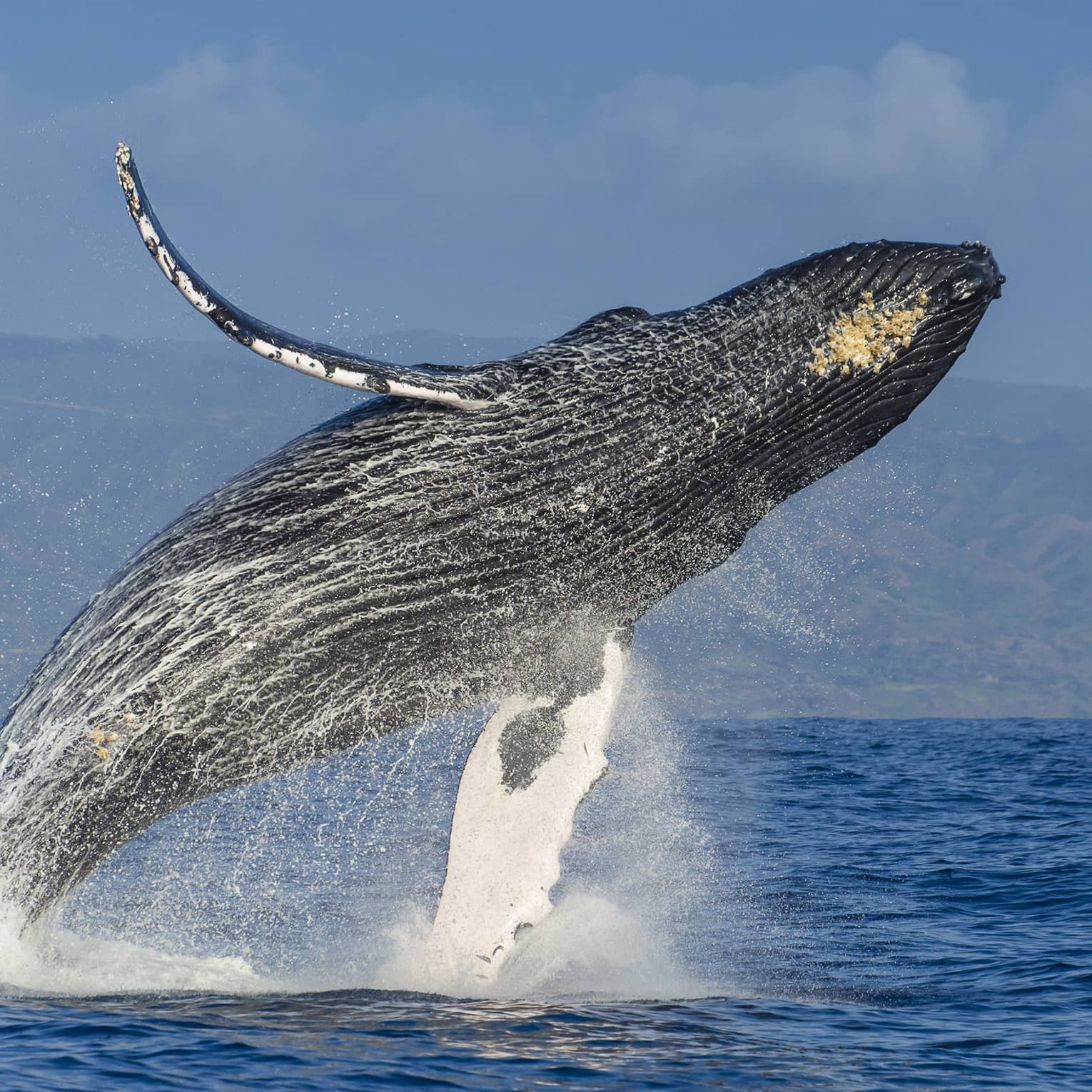 A humpback whale almost fully airborne as it breaches the ocean’s surface, a white veil of water spray falling from its body.