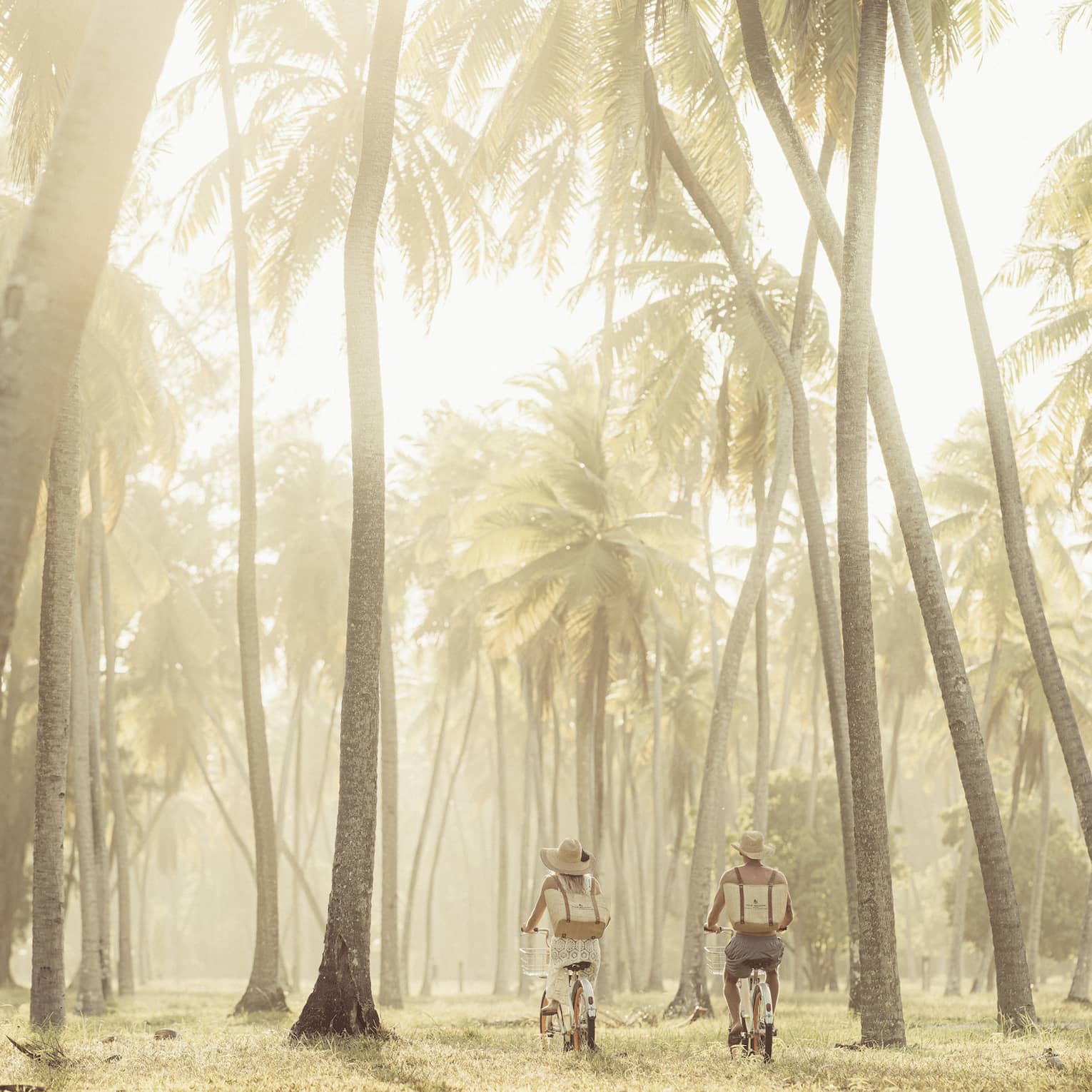 Long rear view of two people with picnic backpacks biking through a palm tree forest illuminated by a hazy golden glow.