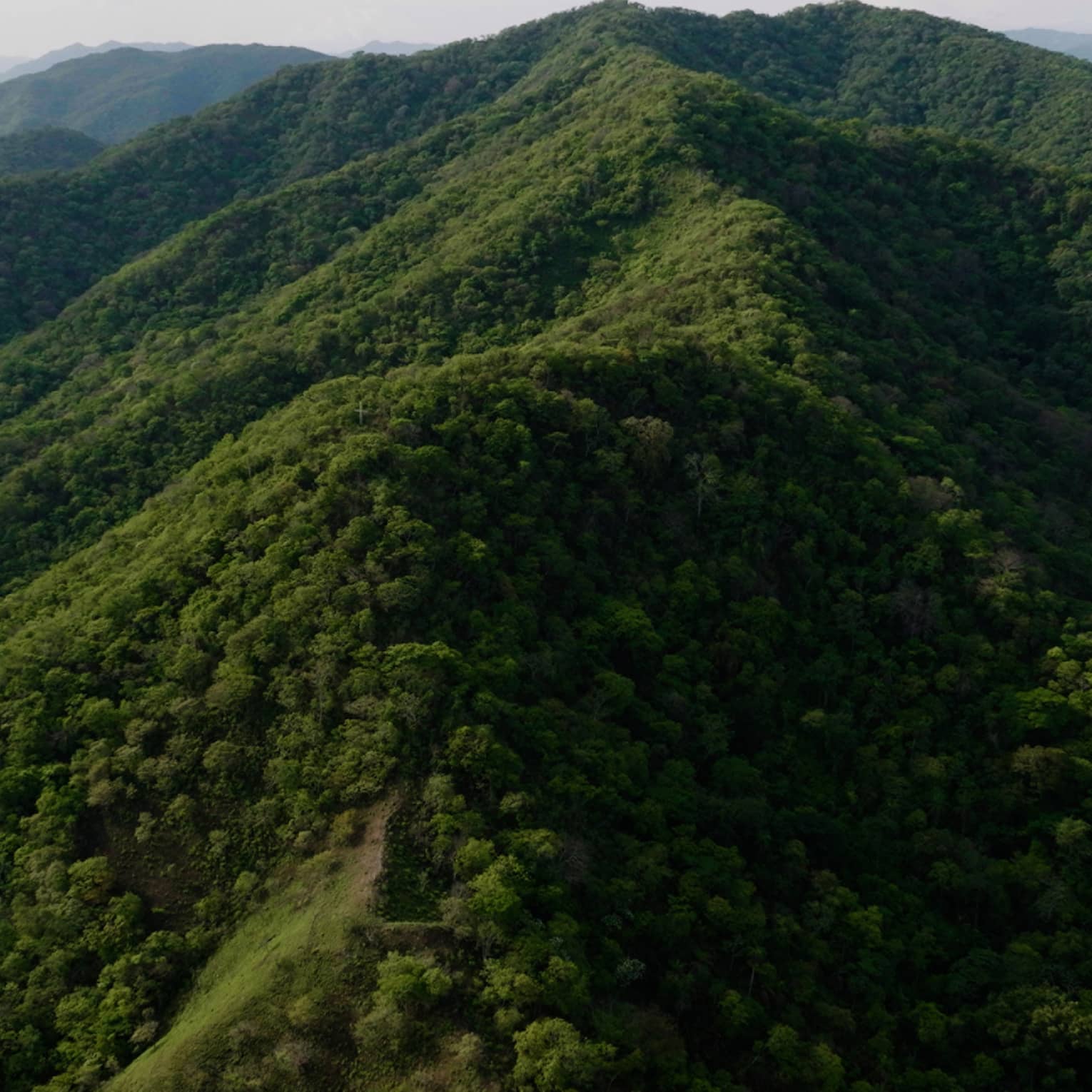 Aerial view of tree-covered mountain