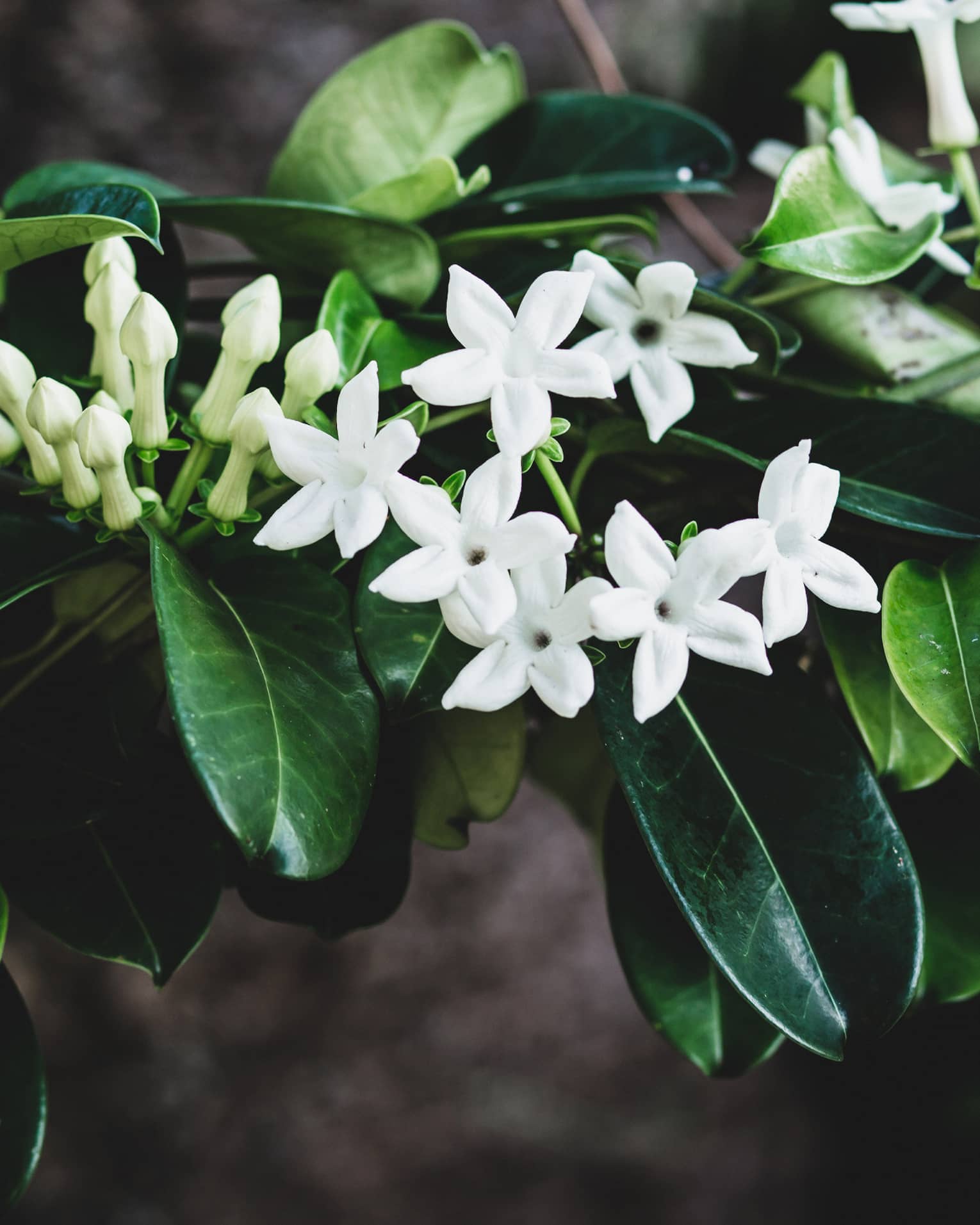 Tropical plant native to Hawaii with dark green leaves, white flowers and pale green buds