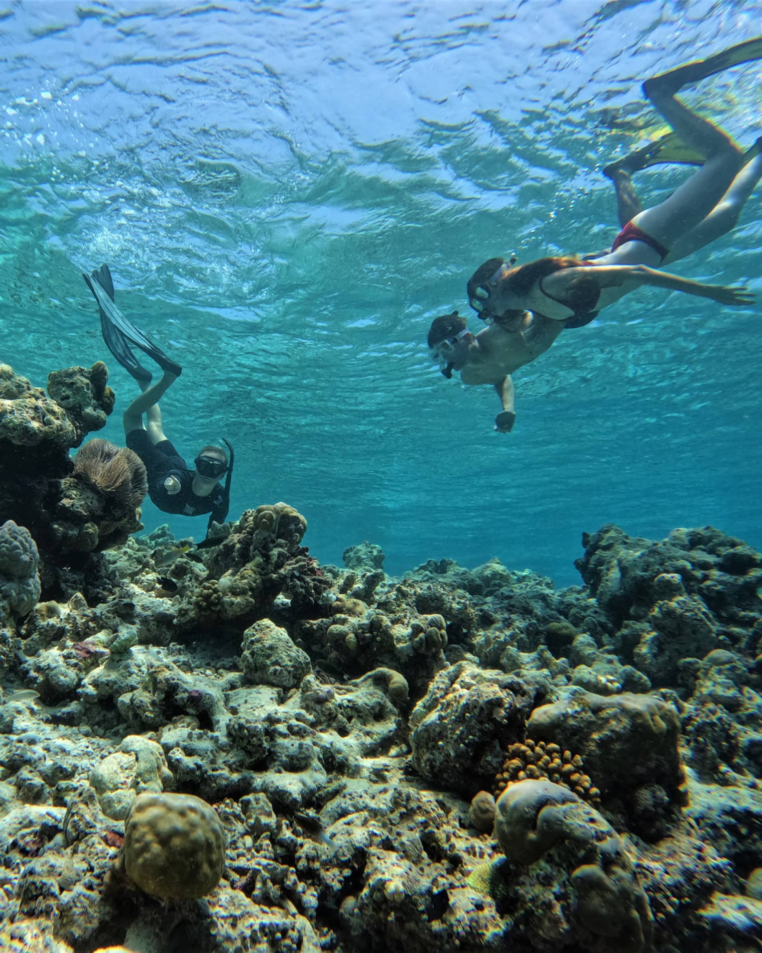 Marine biologist points out a porcupine-shaped coral to two guests as they all snorkel above a reef in crystal-clear water.