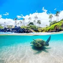 Underwater view of a sea turtle swimming near a tropical beach with palm trees and clear blue sky above