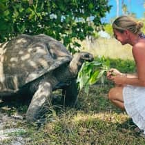 A woman feeds green leaves to a large tortoise