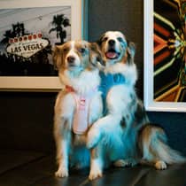 Two Australian shepherd dogs sit atop a black leather couch in front of a wall of framed Vegas-themed photos