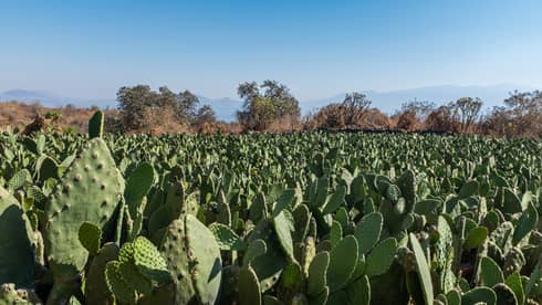 A field of cacti under a blue sky.