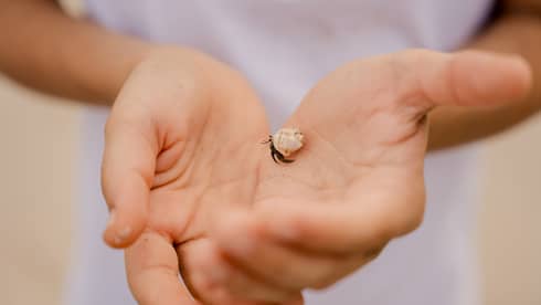 Close up of a childs hands held together and holding a small crab
