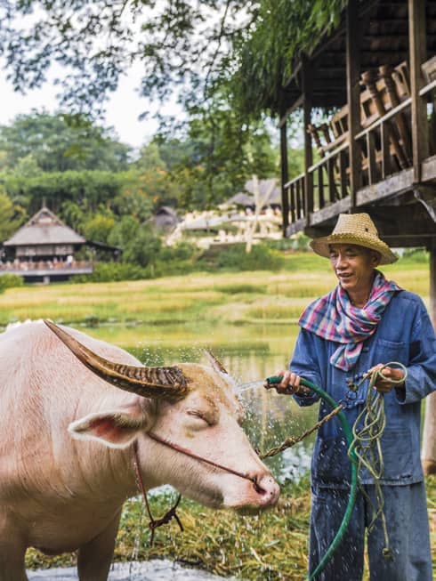 A man hosing down a brown water buffalo in front of a rice paddy.